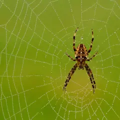 En spindel sitter i sitt nät täckt av daggdroppar. Vackra bilder på spindlar och deras spindelnät.