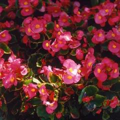 En tät matta av rosa begonia utomhus, med sina karaktäristiska gula mittpunkter, skapar en färgexplosion.
