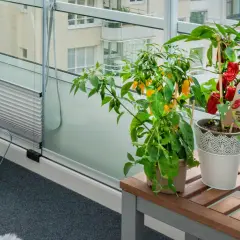 En **humle balkong** med chiliplantor och örter. Vattenkanna och hink står redo för bevattning.