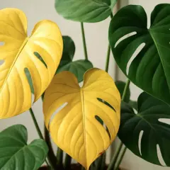 Två lysande gula monstera blad kontrasterar mot mörkgröna, fenestrerade blad. En ovanlig och vacker syn.