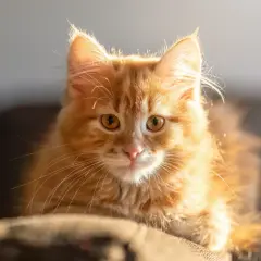 En söt, fluffig **gullranka katt** med stora, gyllene ögon tittar fram i solljuset.