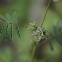 En blomma som blygs, med sina små, gröna frökapslar som kurar ihop sig. Bladen liknar fjädrar som vilar.