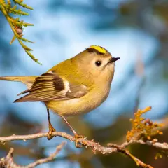 En liten guldhuvad kungsfågel, en av Sveriges minsta svenska småfåglar, sitter på en gren.