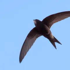 A swift in flight against a clear blue sky.