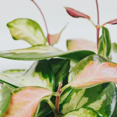 Närbild på en brokig porslinsblomma med gröna, rosa och gulaktiga blad. Olika porslinsblomma sorter kan ha liknande mönster.