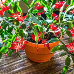 En blomstrande novemberkaktus i en orange kruka, redo att förökas som stickling. Dess röda blommor lyser upp den mörka träytan.