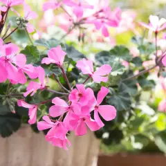 En kruka fylld med rosa pelargon sorter i full blom. Ljuset faller mjukt över blommorna och skapar en drömsk känsla.