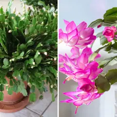 En frodig novemberkaktus med många knoppar, och en annan med slående rosa blommor. En riktig glädjespridare i novembermörkret.