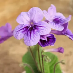 Vackra lila blommor av streptocarpus slokar med mörka streck på kronbladen.