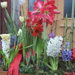 Vacker blomsterarrangemang med amaryllis, tulpaner och hyacinter. Perfekt inspiration för att plantera hyacinter ute.