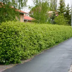 En tät, grön häck av amerikansk hagtorn kantas av en trottoar och ett hus med tegelfasad.