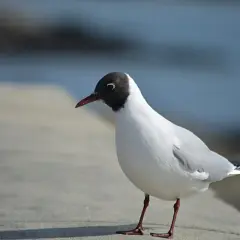 En liten grå fågel med svart huvud står på en stenbelagd yta vid vattnet.
