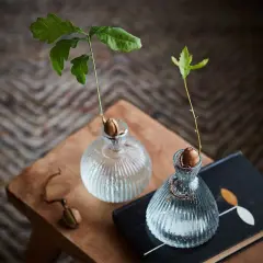 Två små ekplantor växer i glasvaser, ett vackert sätt att plantera ekollon och följa deras utveckling.