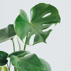 En grön monstera med sina karakteristiska blad. Vacker men monstera är giftig, så håll den borta från nyfikna husdjur.