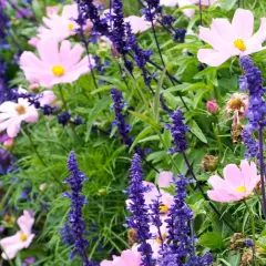 En rabatt med rosa kosmosblommor och blå salvia. Angelonia angustifolia bidrar med sina lila blomspiror till den färgsprakande blandningen.