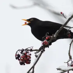 En koltrast sitter på en snötäckt gren och äter röda bär.