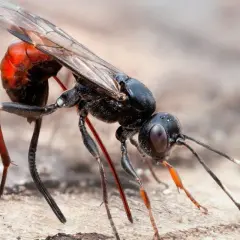 En svart geting med röd bakkropp, en av vanliga insekter i Sverige, med genomskinliga vingar och långa ben.