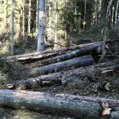 Fällda granar ligger i skogen, spår av granbarkborre syns på veden.