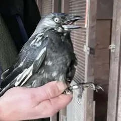 En person håller en kaja med ring på benet. Kaja ålder är svår att avgöra, men den ser ut att vara ung.