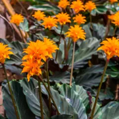 Ett kluster av lysande orange blommor från en calathea crocata reser sig över mörkgröna, vågiga blad.
