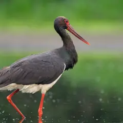 En svart stork med röda ben och ögon står i grunt vatten.