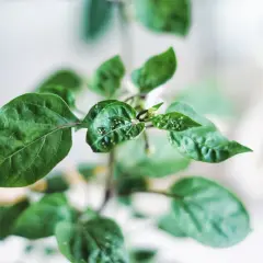 Närbild på en grön planta med små vita prickar på de klibbiga bladen.