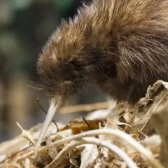 En brun kiwi med lång näbb undersöker marken, kanske för att hitta mat med sitt luktsinne.