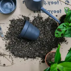 Red secateurs, jord och krukor redo att plantera om. En monstera och en annan grön växt väntar på ny jord.