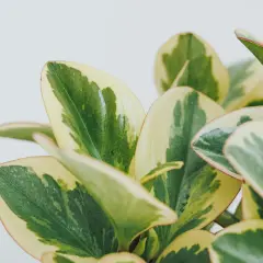 Närbild på en brokig peperomia med gröna och gulvita blad. En av många vackra peperomia sorter.