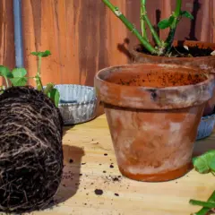 En rotbunden pelargon väntar på att plantera om i en terrakottakruka.