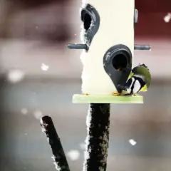 En blåmes talgoxe söker mat vid fågelmataren i snöfall.