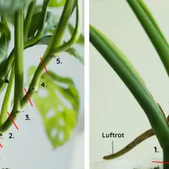 Detaljerad bild av en monstera-stam med numrerade snittpunkter för sticklingar. Luftrötter syns tydligt.