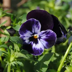 En närbild av en mörkblå och vit viola tricolor blomma med gröna blad i bakgrunden.