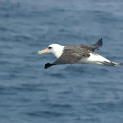En albatrossfågel glider över det blå havet, med sina imponerande vingar utbredda.