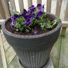 Mörklila penséer i kruka på en träaltan. Blommorna är frodiga och står i mörk jord.