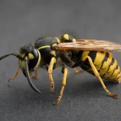 En närbild av en stor geting med svarta och gula ränder, dess vingar och antenner är synliga.