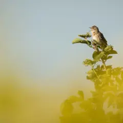 En liten fågel sjunger på en gren bland gröna blad. En vacker vy av vårfåglar i Sverige.