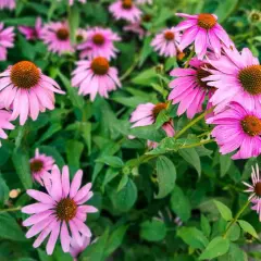 En grupp rosa solhatt blommor med bruna mittar, omgivna av gröna blad.