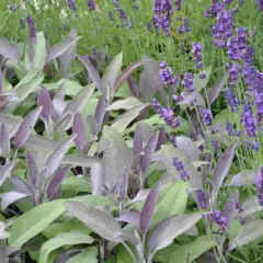 Vacker samplantering lavendel i kruka med purpurfärgade blad.