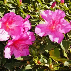 Färgglad azalea inomhus med rosa blommor och gröna blad. En vacker blomma som lyser upp rummet.