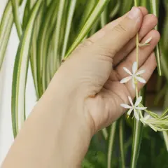 En hand håller försiktigt en blommande pinnlilja. De små vita blommorna kontrasterar mot de randiga gröna bladen.