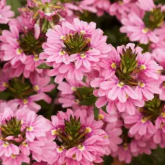 En tät matta av rosa blommor, Sceavola aemula, med sina unika, fläktformade kronblad och gröna mitt.