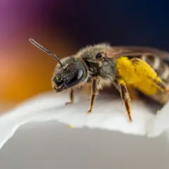 En gul fluga insekt med pollen på benen sitter på ett vitt kronblad.