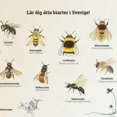 Illustrationer av åtta olika bin i Sverige: citronbi, honungsbi, jordhumla, klöverhumla, rosentapetserarbi, rödmurarbi, småsovarbi och vårsidenbi.