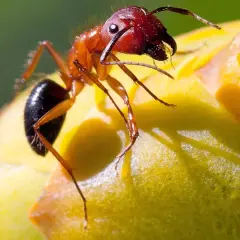 En rödbrun myra med sina sex ben klättrar på en gul blomma.