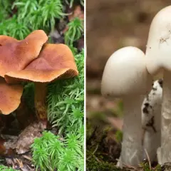 Två svampar i skogen, en brun och en vit. Den vita kan vara en giftig svamp i Sverige.