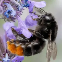 En humla med orange bakkropp samlar nektar från lila blommor. Intressanta fakta om bin.