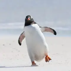 En pingvin på en sandstrand, som balanserar på ett ben. Den ser ut att undra om pingviner kan flyga, men dess vingar är anpassade för simning.
