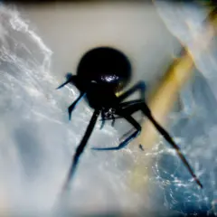 Svart spindel i nät. Även om det finns giftiga spindlar i Sverige, är de flesta ofarliga.