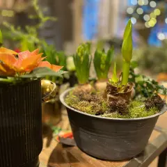 Julblommor i kruka med hyacinter och amaryllis som växer upp ur lökarna, dekorerade med mossa och kottar.